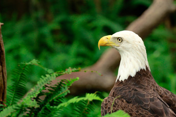 portrait of an american bald eagle / bird of prey