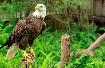 portrait of an american bald eagle / bird of prey