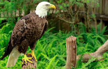 portrait of an american bald eagle / bird of prey