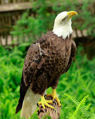 portrait of an american bald eagle / bird of prey
