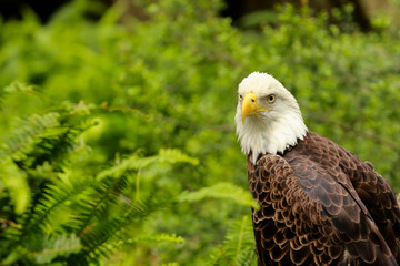 portrait of an american bald eagle / bird of prey