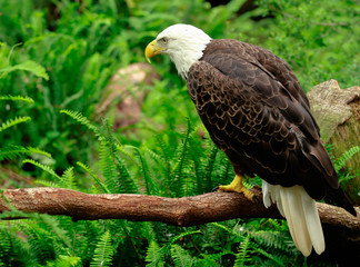Bald Eagle Bird of Prey 