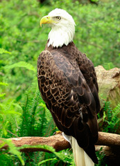 portrait of an american bald eagle