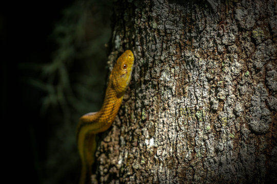 Wild Yellow Rat Snake Climbing a Tree 