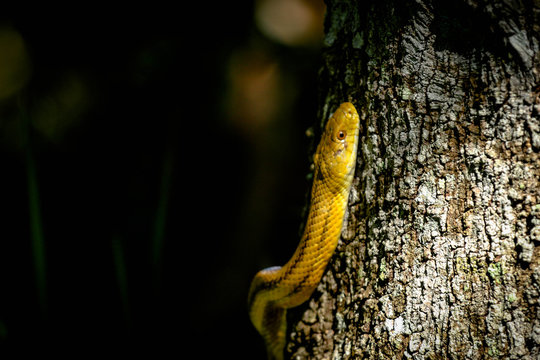 Wild Yellow Rat Snake Climbing a Tree 