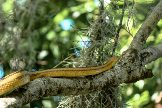 Yellow Rat Snake Climbing a Tree Branch