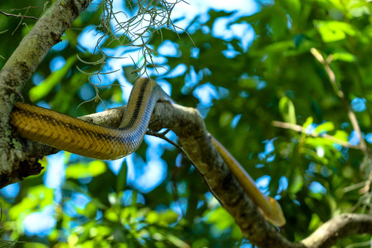 Yellow Rat Snake Climbing a Tree Branch