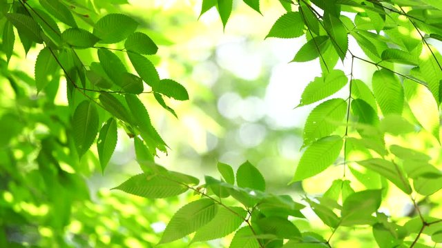 光が透過する新緑