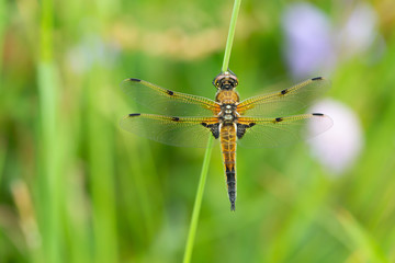 Four-spotted chaser, Libellula quadrimaculata resting on straw, closeup photo