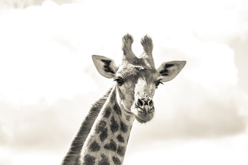 African Wildlife Giraffe
