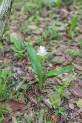 White scattering flowers with green leaves and brown leaf drop on the ground 