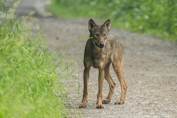 Wolf (Canis lupus) on the road. Bieszzcady Mountains. Poland