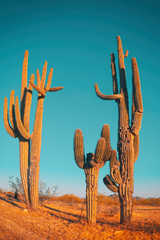 Desert saguaro cactus - family quite funny cactus tree - obrazy, fototapety, plakaty