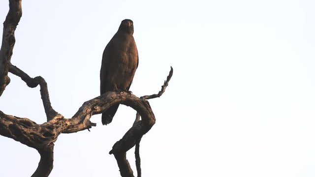 a serpent eagle perching in a tree at tadoba andhari tiger reserve in india