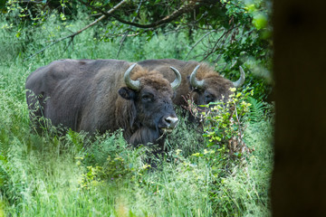 The European bison (Bison bonasus) on the meadow. Bieszczady Mountains. Poland