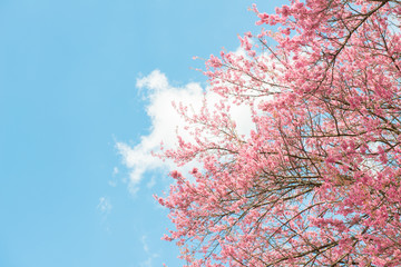 Beautiful cherry blossom flowers blooming in the winter season in Northern region of Thailand with...