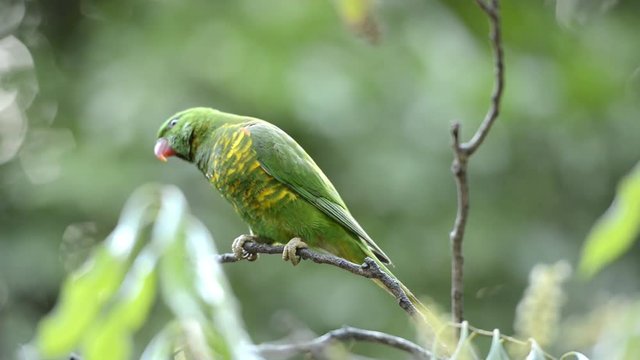 Scaly breasted lorikeet out in nature during the day