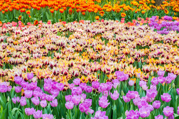 Colourful tulips growing in the flower garden in Chiang Rai province of Thailand during the winter season. 