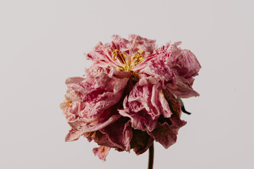 Beautiful wilted pink peony on white background. Studio shot