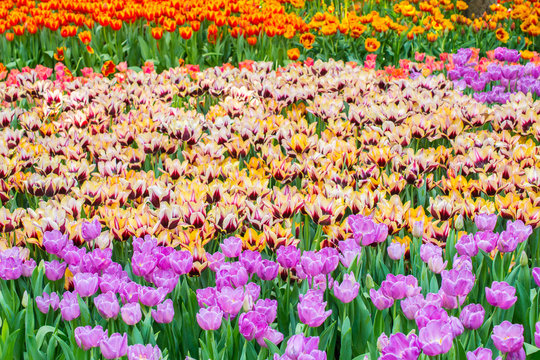 Colourful tulips growing in the flower garden in Chiang Rai province of Thailand during the winter season. © boyloso