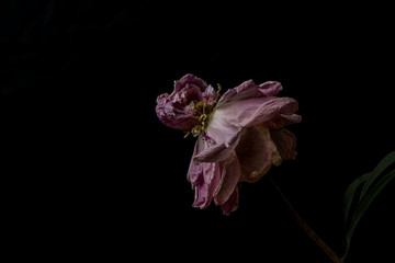 Fototapeta premium Beautiful wilted pink peony on black background. Studio shot