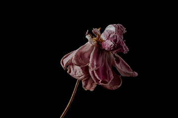 Beautiful wilted pink peony on black background. Studio shot
