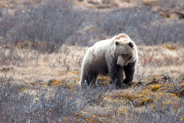 Grizzly Bear [ursus arctos horribilis] foraging in Denali National Park in Alaska United States