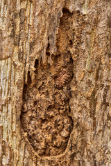 Tree trunk texture. bark background texture pattern.
