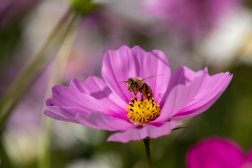ミツバチとコスモス