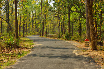 Obraz premium small road on the jungle of Jhargram, a nature tourist spot in West Brnga , India.