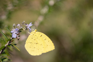 キチョウと紫の花