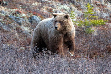 Obraz na płótnie Canvas Grizzly Bear [ursus arctos horribilis] in the mountain above the Savage River in Denali National Park in Alaska United States