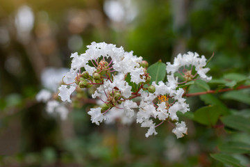 Crape myrtle, Lagerstroemia, Crape flower (Indian Lilac) bloom in the garden on blur nature background.