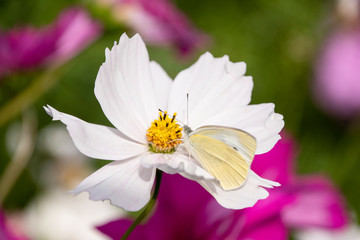 コスモスとモンシロチョウ