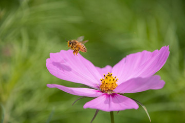 Obraz premium ミツバチとコスモス
