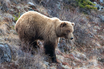Obraz premium Grizzly Bear [ursus arctos horribilis] in the mountain above the Savage River in Denali National Park in Alaska United States