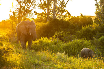Elephant Family in Sunset