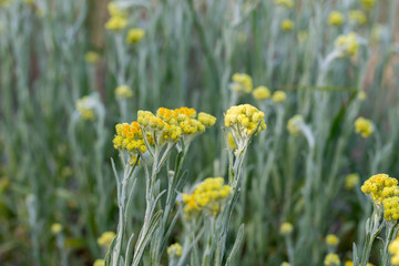 Obraz premium Helichrysum arenarium, dwarf everlast, immortelle yellow flowers