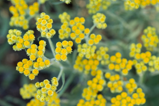 Helichrysum arenarium, dwarf everlast, immortelle yellow flowers