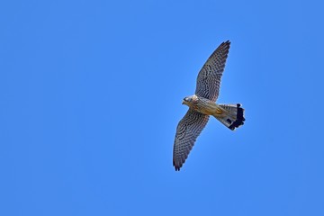 青空バックに飛ぶチョウゲンボウ