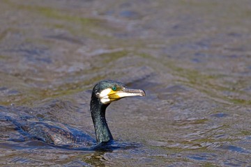優雅に泳ぐカワウ