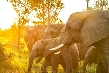 Elephant Family in Sunset © Anthony McGovern