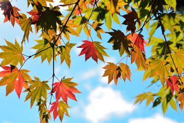 秋のカラフルな楓の紅葉