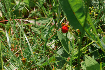 ripe strawberries in the green grass
