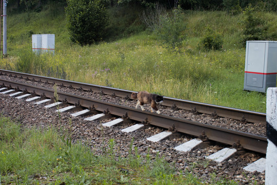 black and white cat goes by rail