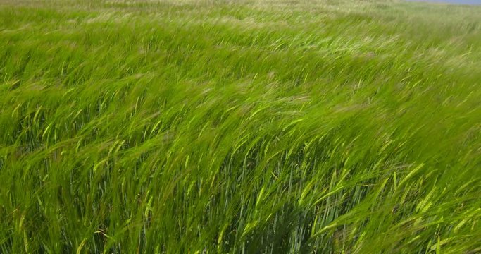 Wind blowing through farm field of wheat barley summer sunshine Ireland