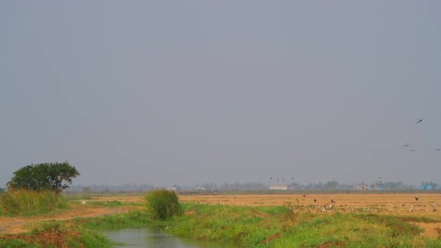 bunch of birds flying in fields kolleru lake landscape