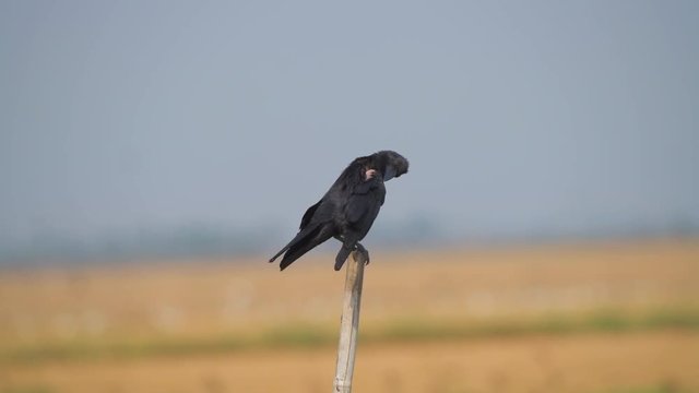black crow on stick closeup shot in fields india wind flow bird