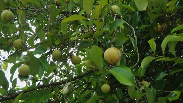 A nutmeg tree where the seed is used for many medicinal and cooking purposes