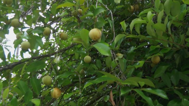 Nutmeg fruit swaying in the wind on the tree on the Spice island of Grenada